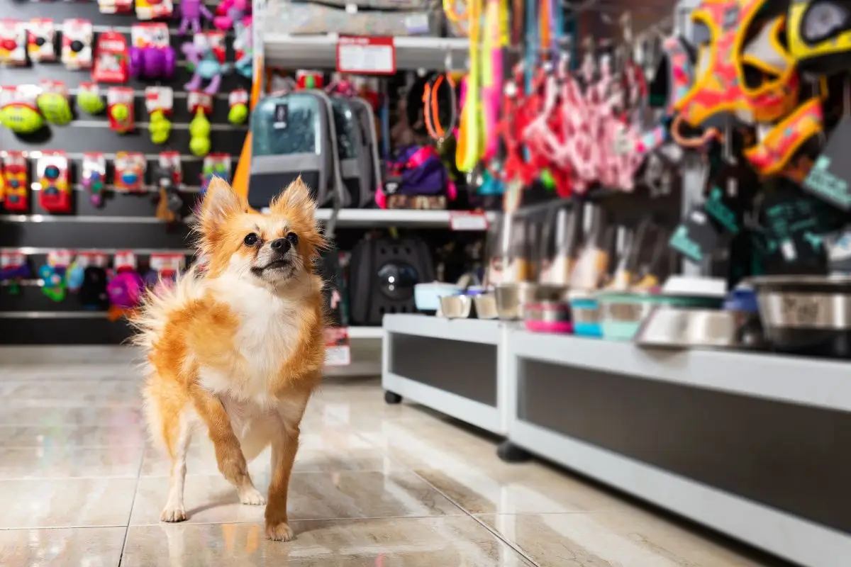 Small brown dog inside a pet store surrounded by toys and supplies near The Jessam in South Huntsville