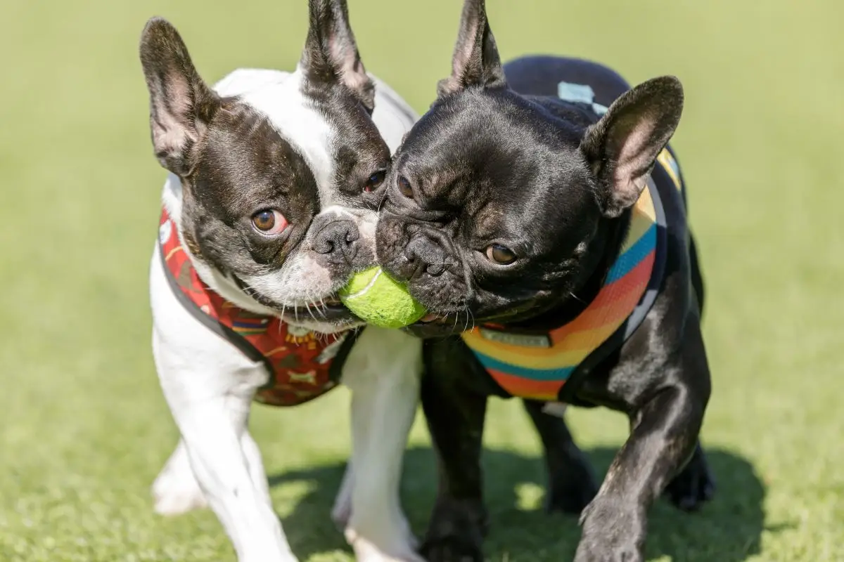 Dogs playing at off-leash dog park near pet-friendly apartments in Huntsville